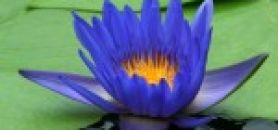 Blue Lotus Flower