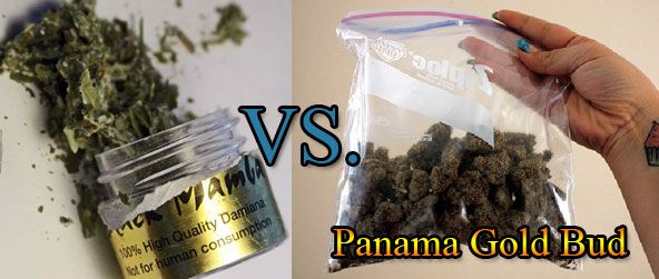 Panama Gold Bud VS. Black Mamba Incense